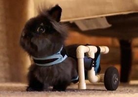 Quads Dog Wheelchairs - Eddie's Wheels for Pets - The Pet Mobility Experts